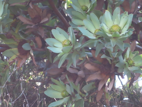 Image of Leucadendron globosum by (c) linkie, some rights reserved (CC BY)