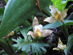 Lycaste deppei