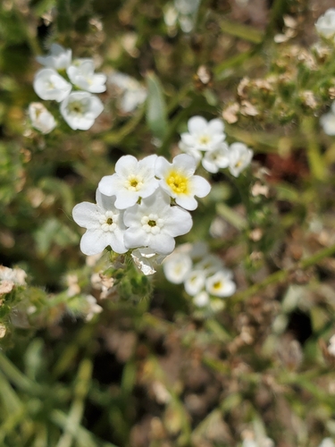 Image of Plagiobothrys figuratus by no rights reserved