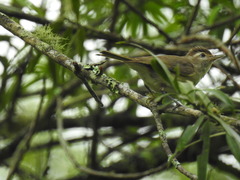 Vireo leucophrys