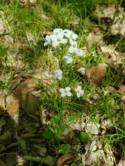 Cardamine tenera