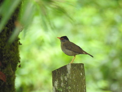 Catharus mexicanus