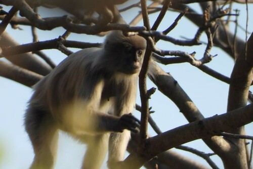 Indochinese Gray Langur