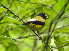 Coccothraustes abeillei