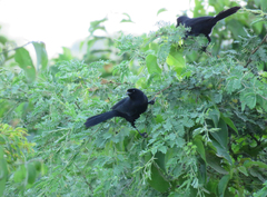 Lampropsar tanagrinus