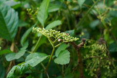 Causonis japonica, photograph WATANABE Hitoshi 渡辺仁, CC BY, iNaturalist via GBIF