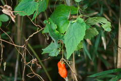 Snake Gourd (Trichosanthes cucumeroides)