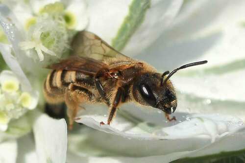 Great Banded Furrow Bee, photo 4 of 10