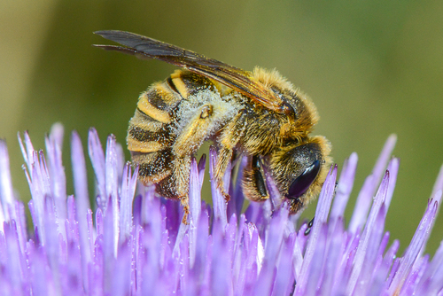 Great Banded Furrow Bee