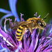 Halictus scabiosae - Photo (c) Jürgen Mangelsdorf, μερικά δικαιώματα διατηρούνται (CC BY-NC-ND)