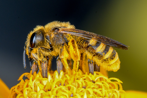 Great Banded Furrow Bee, photo 3 of 10