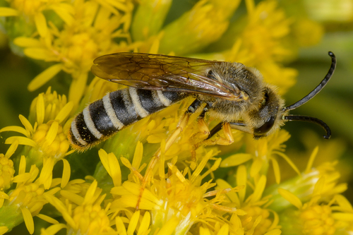 Great Banded Furrow Bee, photo 2 of 10