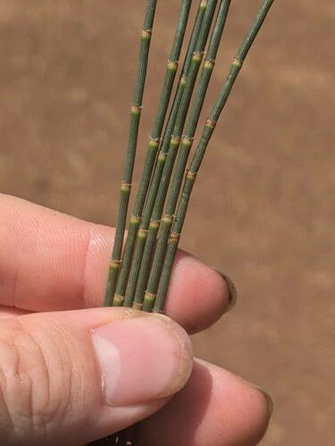 Casuarina glauca observed 2024-09-25
