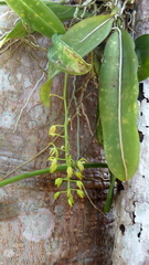 Notylia pubescens