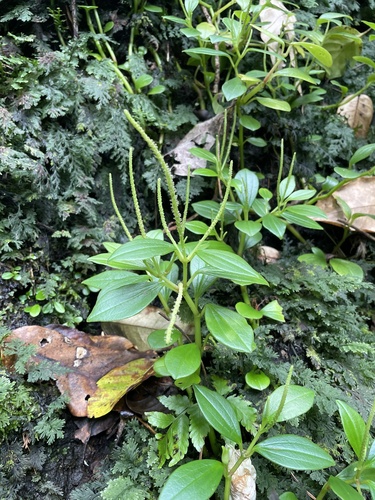 Peperomia pallida observed 2024-09-25