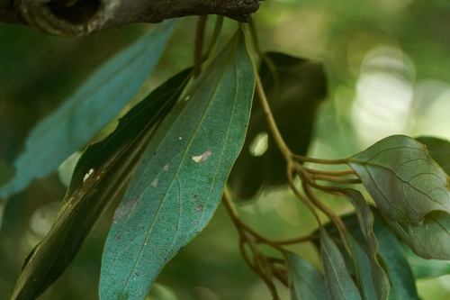 Image of Neolitsea sericea by (c) WATANABE Hitoshi 渡辺仁, some rights reserved (CC BY)