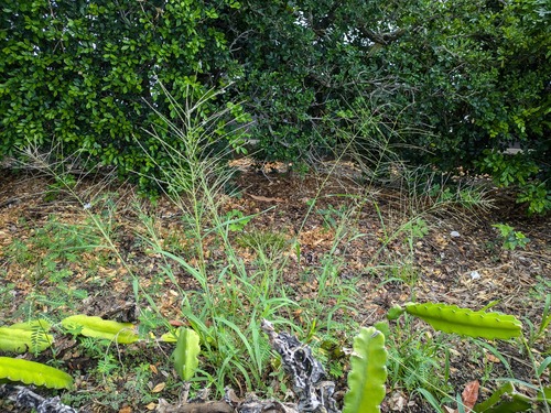 Leptochloa panicea observed 2024-08-29