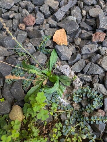 Plantago debilis observed 2024-09-03