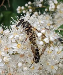 Temnostoma excentrica