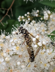 Temnostoma excentrica