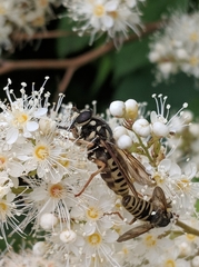 Temnostoma excentrica