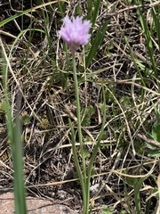Allium geyeri