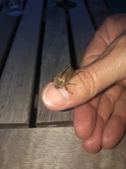 Amphimallon solstitiale