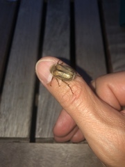 Amphimallon solstitiale