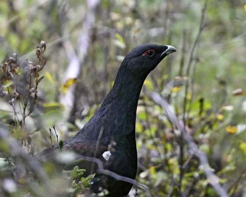 Urogallo común (Tetrao urogallus)
