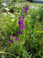 Consolida orientalis