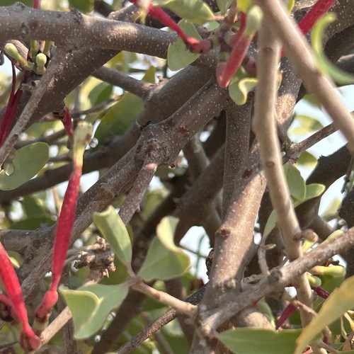 Image of Tapinanthus oleifolius by no rights reserved