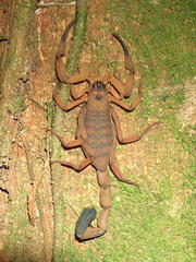 Centruroides limbatus