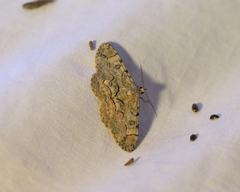 Iridopsis larvaria