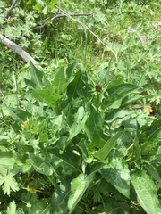 Rudbeckia occidentalis