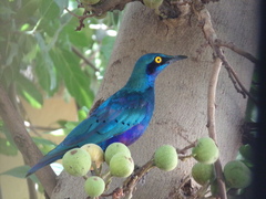 Lamprotornis chalcurus