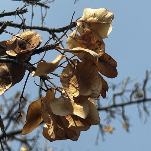 Image of Terminalia prunioides by no rights reserved