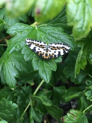 Abraxas grossulariata