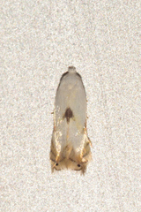 Opostegidae