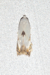 Opostegidae