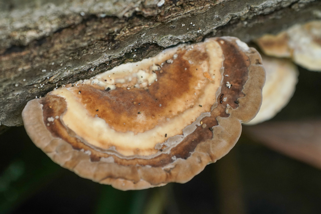 Trametes orientalis · September 2024 · photo: © tbc_watanabe (iNaturalist, cc-by)