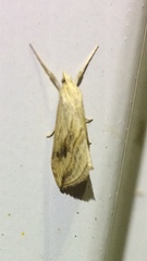 Evergestis forficalis