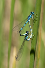 Coenagrion scitulum