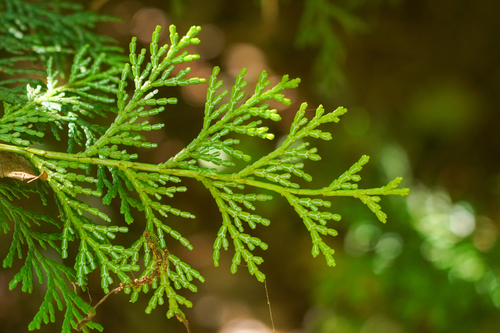 Image of Chamaecyparis obtusa by (c) WATANABE Hitoshi 渡辺仁, some rights reserved (CC BY)