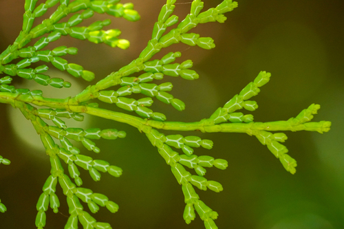Image of Chamaecyparis obtusa by (c) WATANABE Hitoshi 渡辺仁, some rights reserved (CC BY)