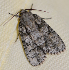 Acronicta brumosa