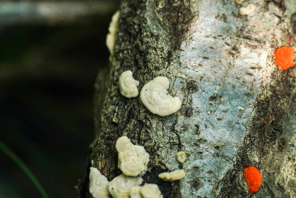 Trametes hirsuta · September 2024 · photo: © tbc_watanabe (iNaturalist, cc-by)