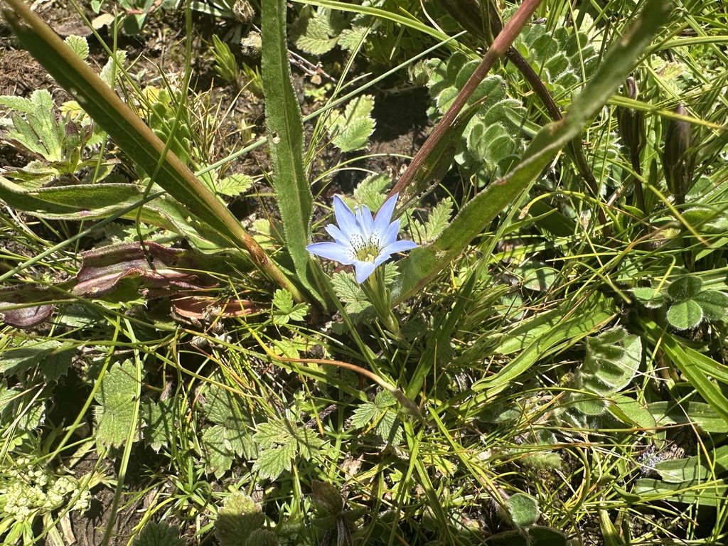 Gentiana haynaldii