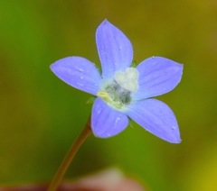 Wahlenbergia marginata