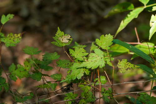 Neillia incisa, photograph 2