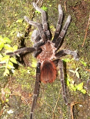Sericopelma